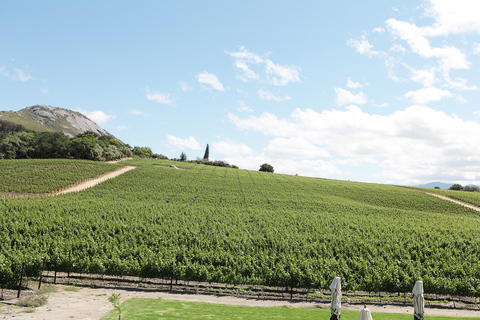 Depuis Le Cap : visite des vignobles avec dégustationExcursion de groupe