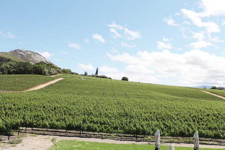 Depuis Le Cap : visite des vignobles avec dégustationExcursion de groupe