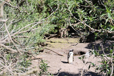 Cape Town: Table Mountain, Penguins & Cape Point Group Tour