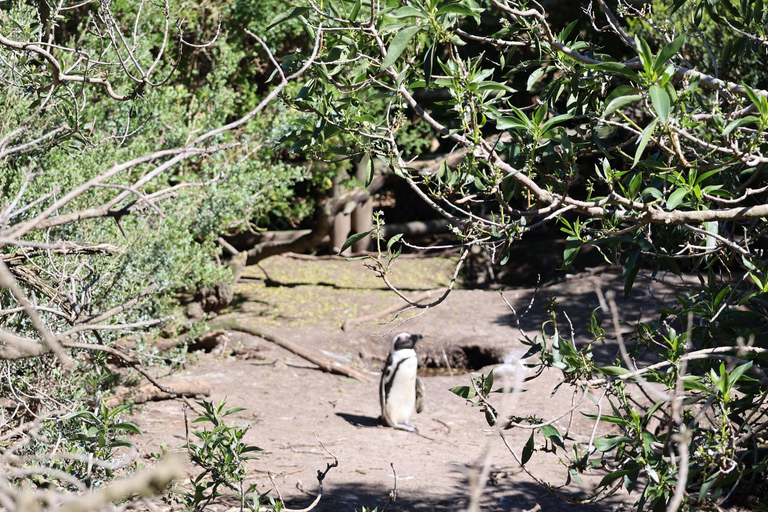 Cape Town: Table Mountain, Penguins & Cape Point Group Tour