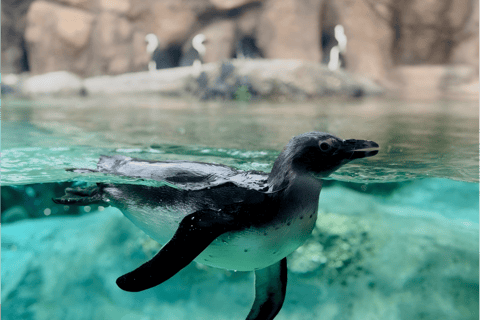 Chicago: A Guided Walking Tour of Lincoln Park Zoo