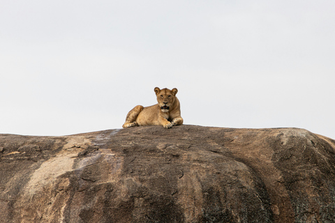 Arusha: Safari de 4 días a Tarangire, Serengeti y Ngorongoro