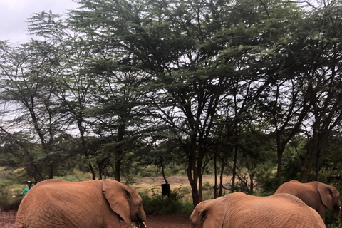 Meio dia Elefantes bebés, centro de girafas e fábrica de missangasMeio dia com bebês elefantes, centro de girafas e fábrica de miçangas