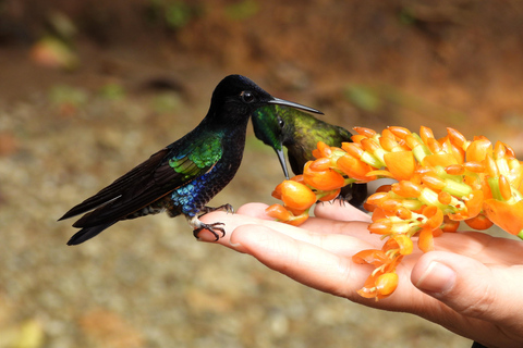 PRIVE Mindo nevelwoud; vogels, chocolade, watervallen