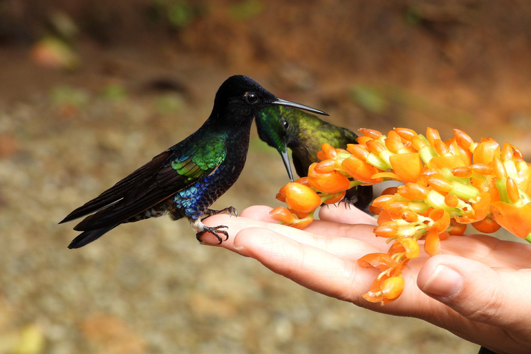 PRIVATE Mindo Cloud forest; birds, chocolate, waterfalls