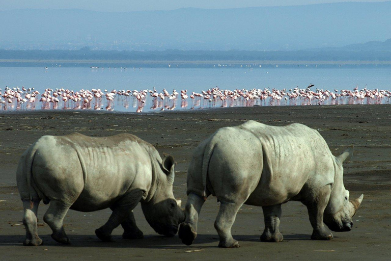 Day Trip To Lake Nakuru -See Flamingoes, Rhinos, Lions