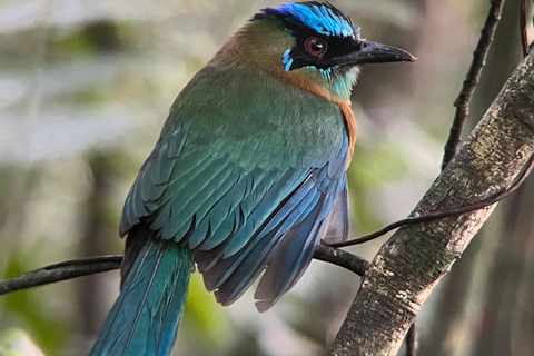 Monteverde cloud forest preserve tours