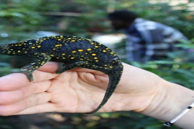 Zanzibar: Jozani forest and Butterfly day tour TOUR WITH TRANSFER (HOTEL PICK-UP AND DROP-OFF)