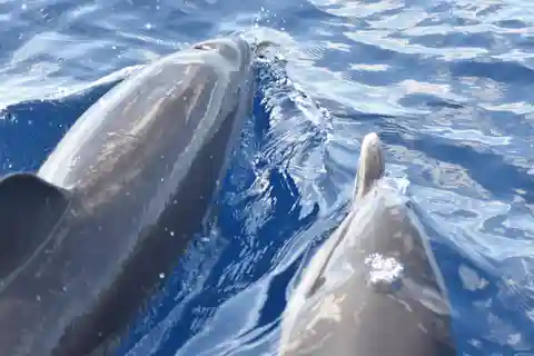 Martinique: Full-day Boat Tour with Dolphins and Turtles