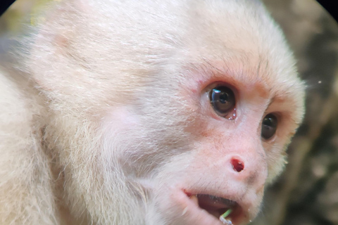 Manuel Antonio National Park: Wildlife-Watching Guided Hike