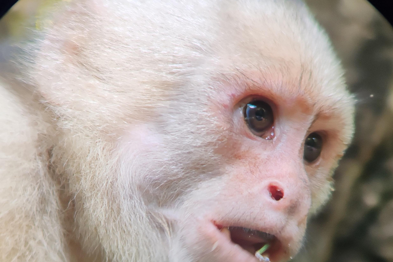 Manuel Antonio National Park: Wildlife-Watching Guided Hike