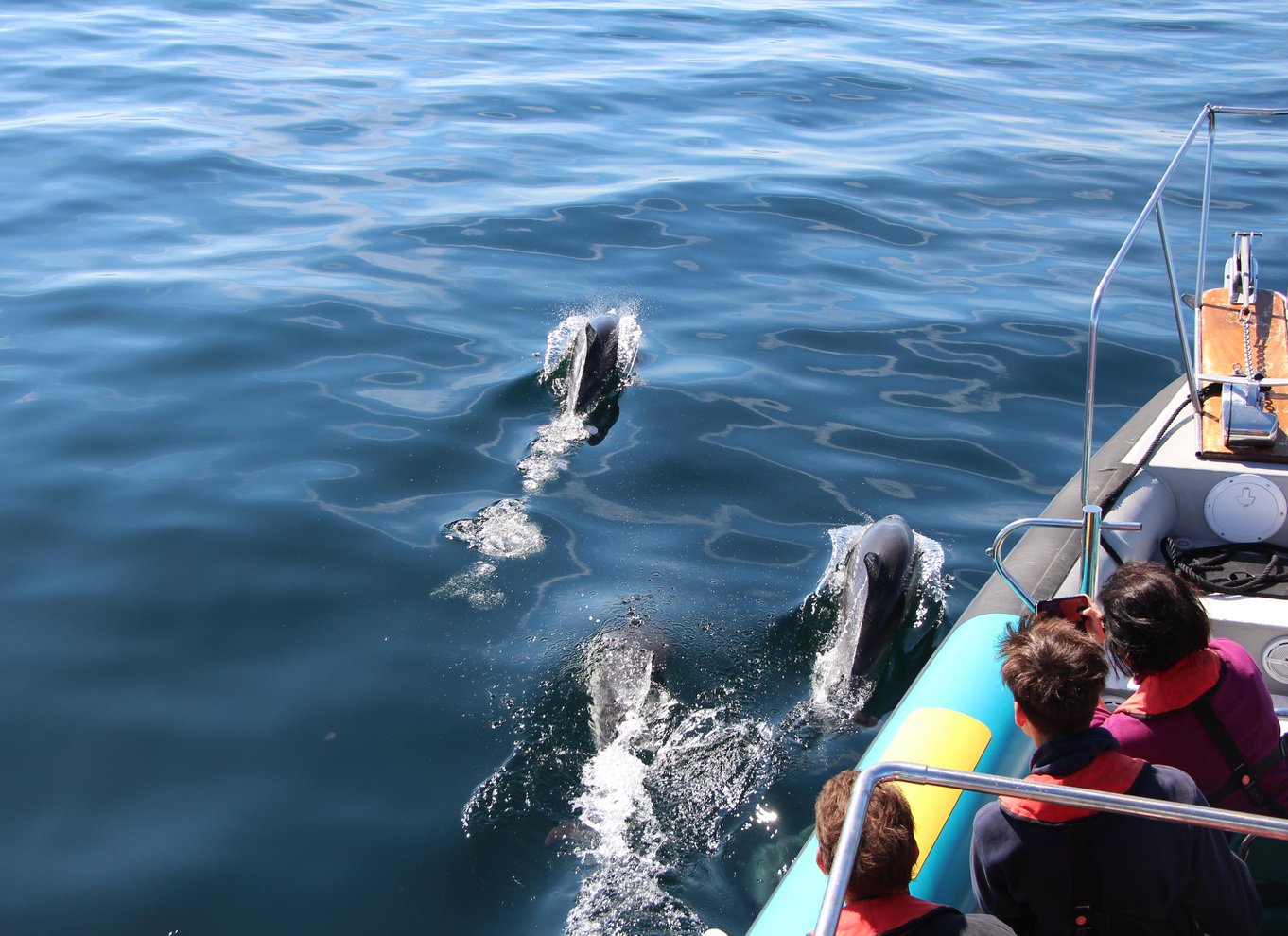 Falmouth: 2 timers RIB-tur til observation af dyrelivet