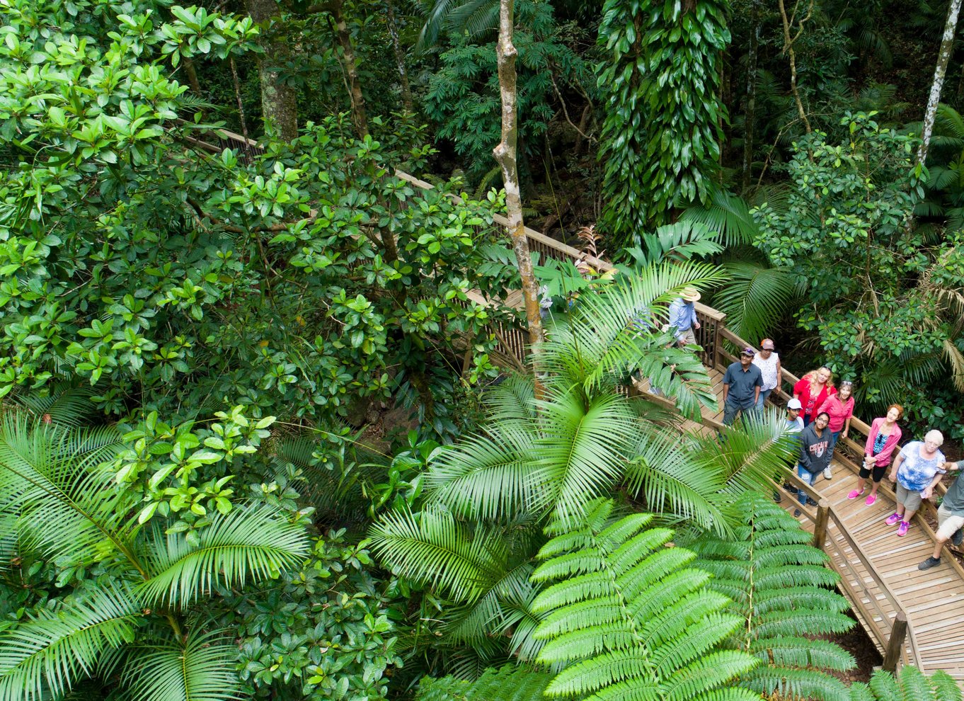 Fra Cairns: Daintree Rainforest & Cape Tribulation 4WD-tur