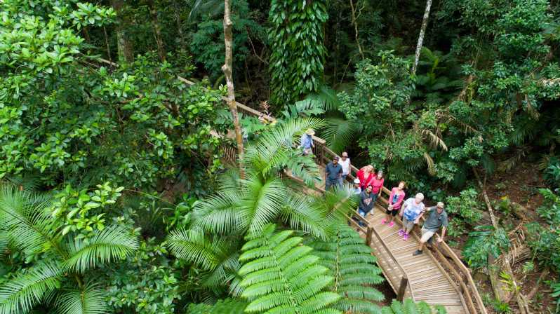 Queensland: Daintree & Cape Tribulation 4WD Tour with Pickup