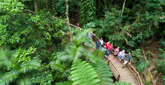 From Cairns: Daintree Rainforest & Cape Tribulation 4WD Tour 2 From Cairns: Daintree Rainforest & Cape Tribulation 4WD Tour