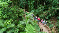 Aus Cairns, Daintree Rainforest & Cape Tribulation 4WD Tour - Housity