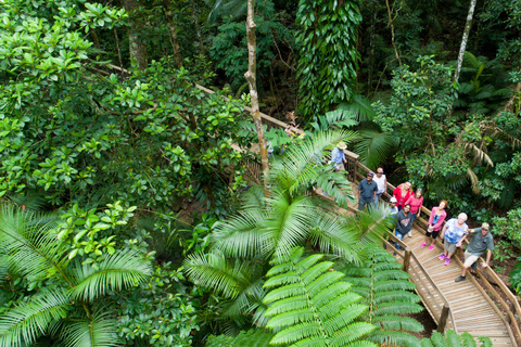 Da Cairns: Foresta pluviale di Daintree e tour di Cape Tribulation in fuoristradaQueensland: Tour di Daintree e Cape Tribulation in fuoristrada con pick up