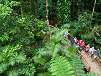 Von Cairns aus: Daintree Rainforest & Cape Tribulation 4WD Tour