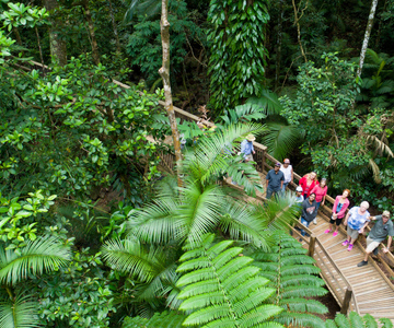 Au départ de Cairns : Circuit en 4x4 dans la forêt tropicale de Daintree et à Cape Tribulation