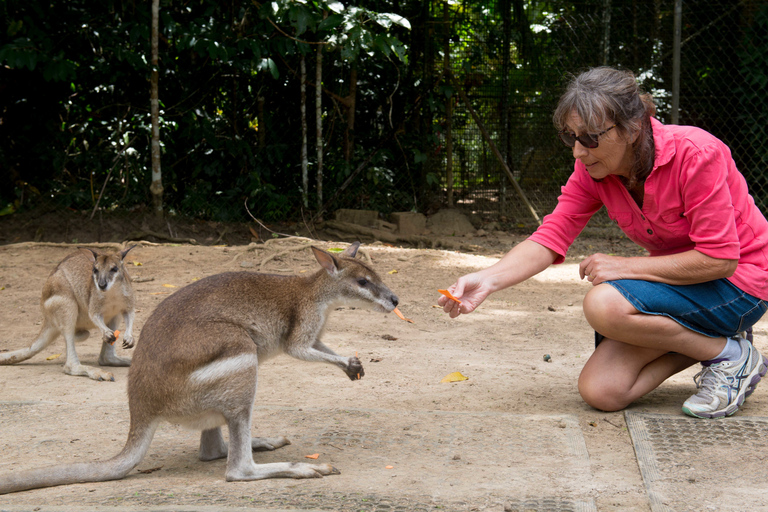 Daintree et Cape Tribulation : visite en petit groupe en 4x4Carte individuelle