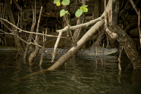 Från Cairns: Daintree Rainforest &amp; Cape Tribulation 4WD-turQueensland: Daintree &amp; Cape Tribulation 4WD-tur med upphämtning