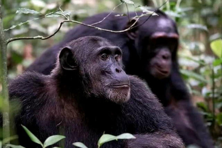 Oeganda: 10-daagse safari met chimpansee-speurtocht