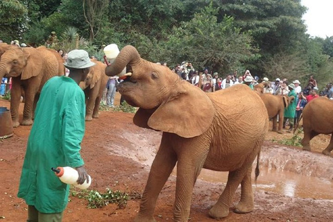 Parc de Nairobi, orphelinat des éléphants, centre des girafes, souvenirs