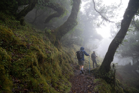 Madera: Wędrówka Levada do Caldeirão Verde z odbiorem lokalnym