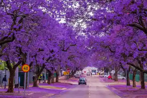 Pretoria: Safari nel parco dei leoni e tour guidato