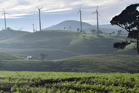 Kandy: Nuwara Eliya and Ambewela Train Station Tour