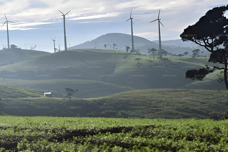 Kandy: Nuwara Eliya and Ambewela Train Station Tour