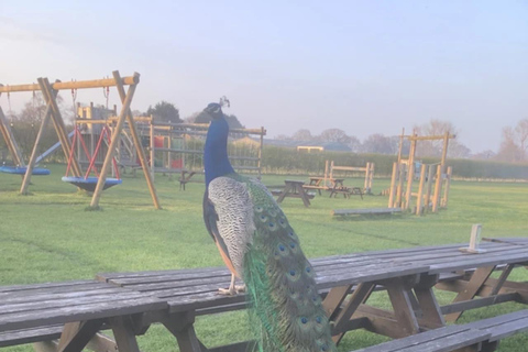 York: Beetle Bank Open Farm Entry Ticket