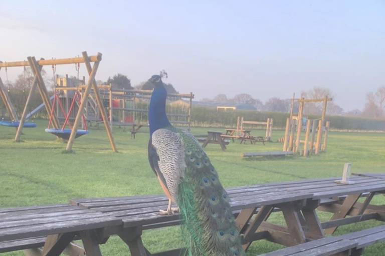 York: Beetle Bank Open Farm Entry Ticket