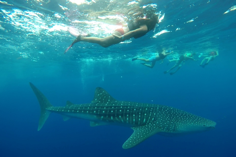 Wycieczka z rekinami wielorybimi w Cancún