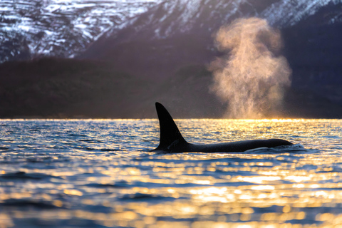 From Tromsø or Skjervøy: Whale Safari by RIB Boat From Skjervøy: Whale Safari by RIB Boat (NO TRANSFER)