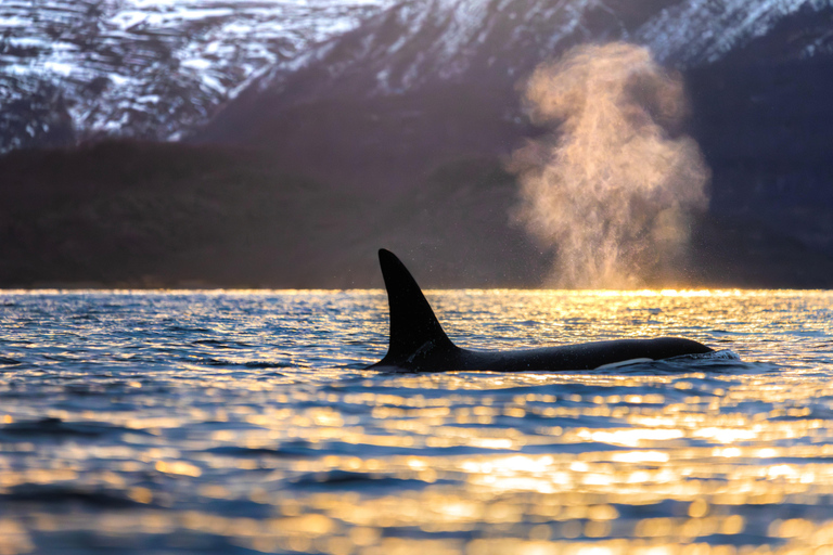 From Tromsø or Skjervøy: Whale Safari by RIB Boat From Skjervøy: Whale Safari by RIB Boat (NO TRANSFER)