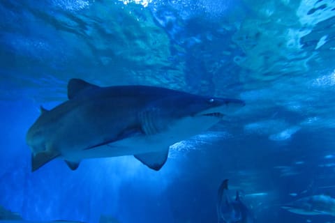 Perth: Snorkel with Sharks at AQWA