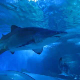Perth: fai snorkeling con gli squali all'AQWA