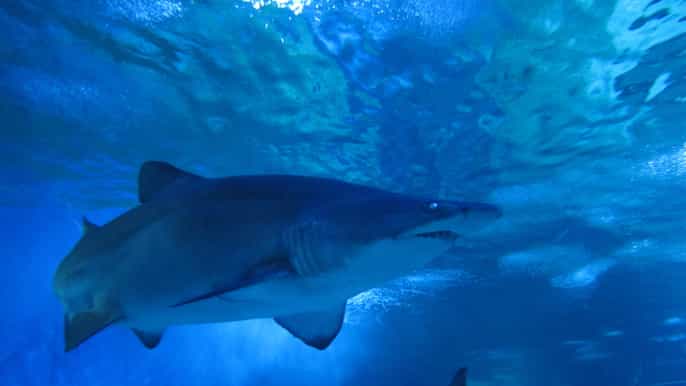 snorkel with sharks at aqwa