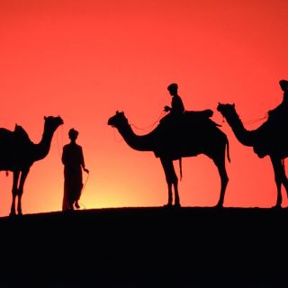 Marrakech: Passeio de Camelo no Palmeiral ao Pôr do Sol