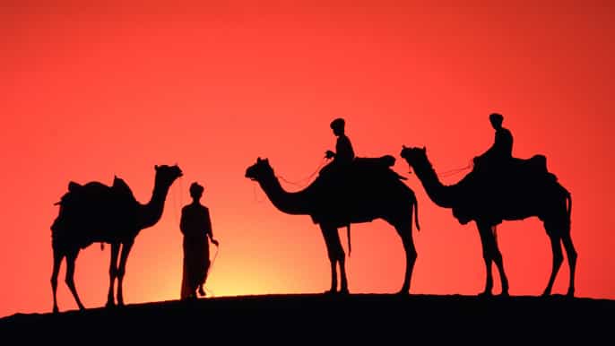 sunset camel ride in the marrakech palmeraie