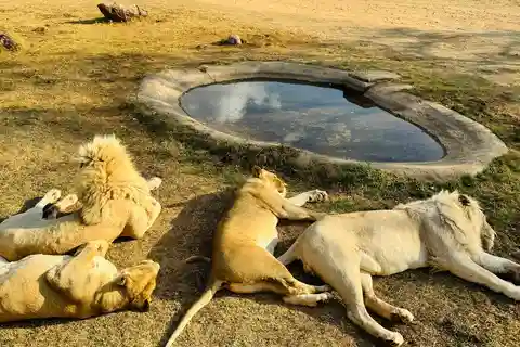 lion park: Safari Adventure