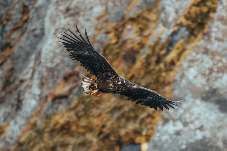 索尔特兰德：特罗尔峡湾RIB船游索尔特兰德：特罗尔峡湾 rigid inflatable boat（RIB）游船之旅