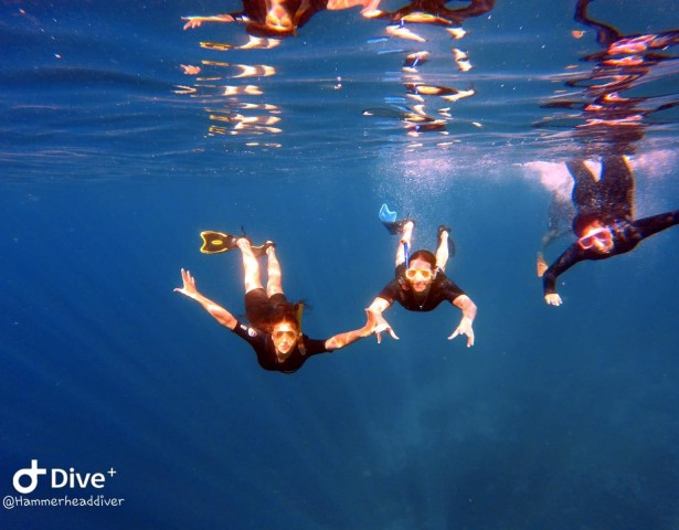 Visit Snorkeling trip with pick up and guide in Aqaba, Jordan