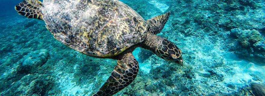 Depuis Lombok : excursion d'une journée aux îles Gili avec plongée avec tuba