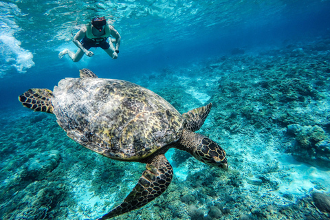 From Lombok: Gili Islands Snorkeling Day Trip