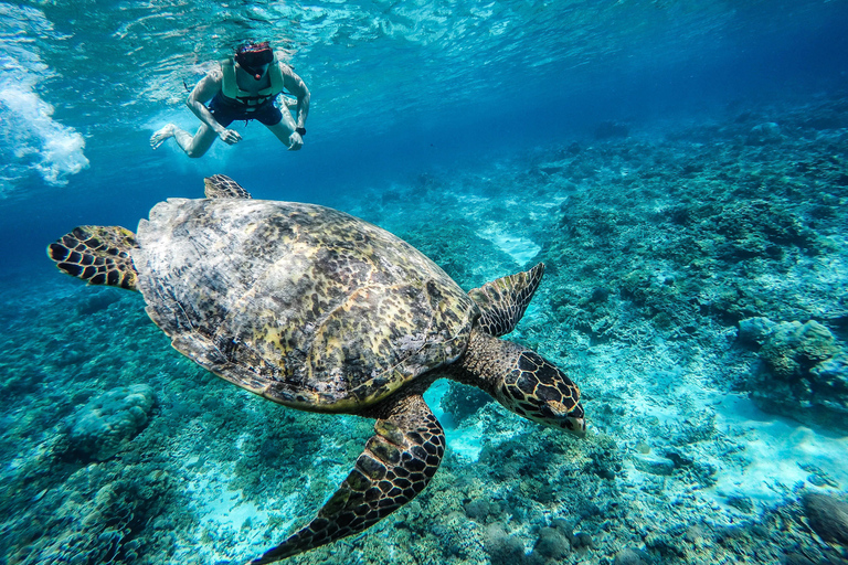 Z Lombok: jednodniowa wycieczka z rurką na wyspy Gili