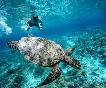 From Lombok: Gili Islands Snorkeling Day Trip