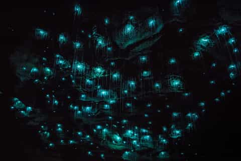 Waitomo Glowworm Caves 45-Minute Guided Tour