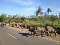Lo mejor de Lombok, Tribu Villages, tradiciones y cascadas - Housity